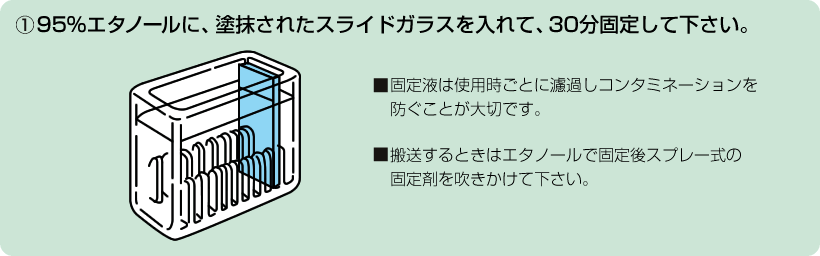 1. 95%エタノールをバットに入れ、塗抹されたスライドガラスを入れる。30分間固定する。■固定液は使用時ごとに濾過しコンタミネーションを防ぐことが大切です。■搬送するときはエタノールで固定後スプレー式の固定剤を吹きかけてください。